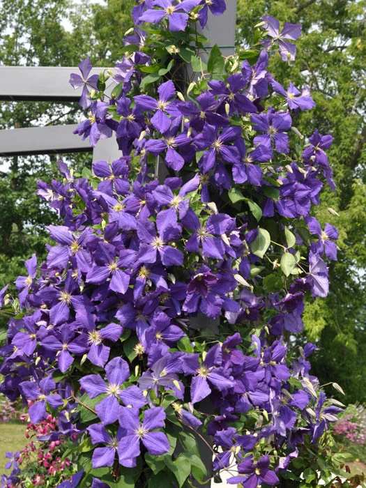 Clematis Jackmanii – Bild 2