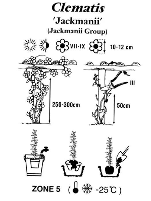 Clematis Jackmanii – Bild 3