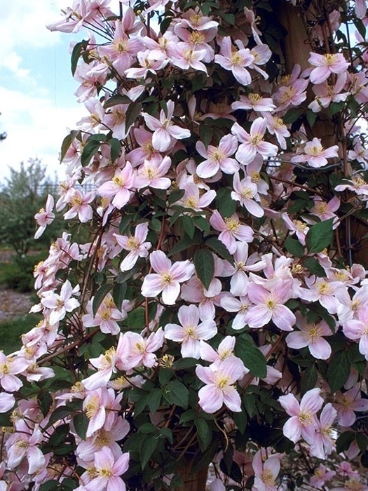 Clematis Montana 'Mayleen' – Bild 3