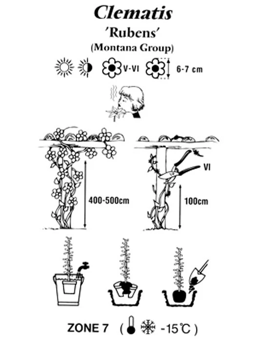Clematis Montana 'Rubens', Anemonenwaldrebe – Bild 3