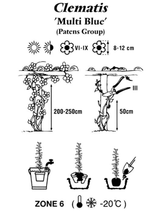 Clematis 'Multi Blue' – Bild 2
