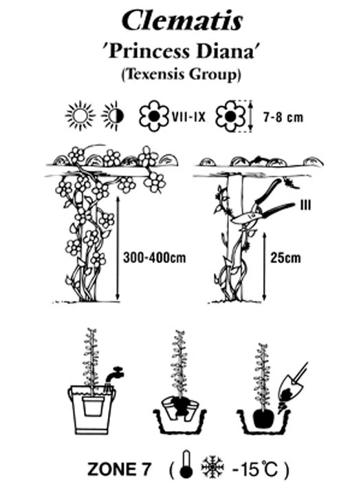 Clematis Texensis 'Princess Diana' – Bild 3