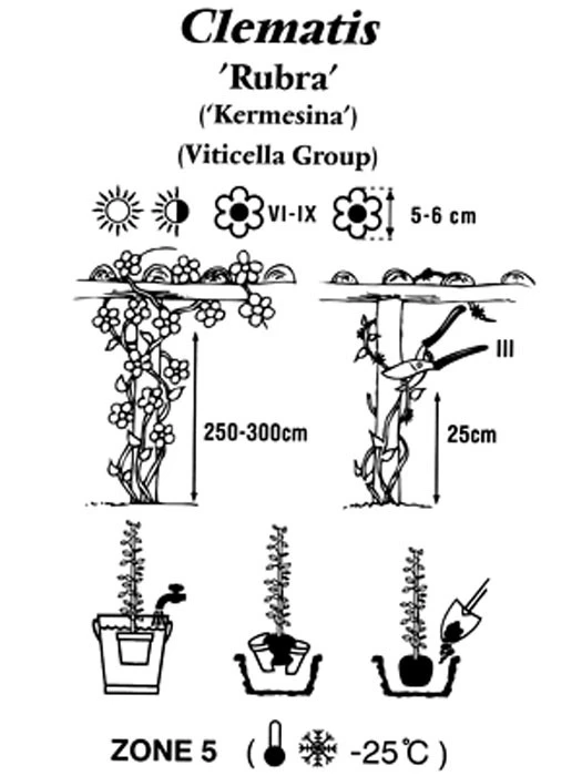 Clematis Viticella 'Rubra' – Bild 2