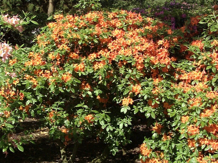 Rhododendron Luteum 'Coccinea Speciosa', Sommergrüne Japanische Gartenazalee – Bild 3