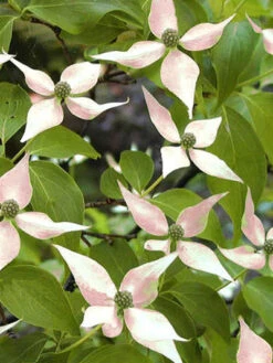 Cornus Kousa 'Madame Butterfly', Japanischer Blumenhartriegel