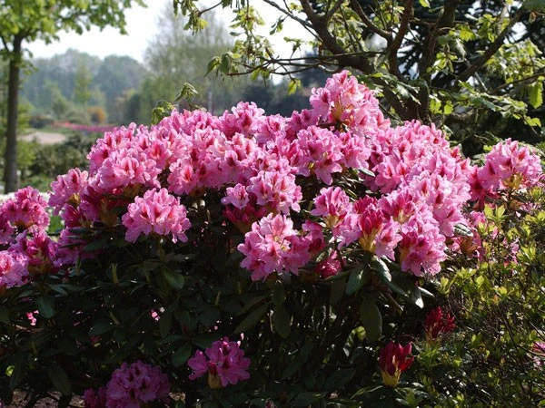 Rhododendron 'Cosmopolitan' – Bild 3