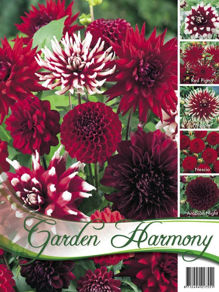 Sortiment Dahlien In Rot (Art.Nr. 522436)