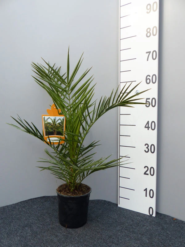 Kanarische Dattelpalme, Phoenix Canariensis – Bild 3
