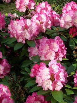 Rhododendron Yakushimanum 'Dreamland'
