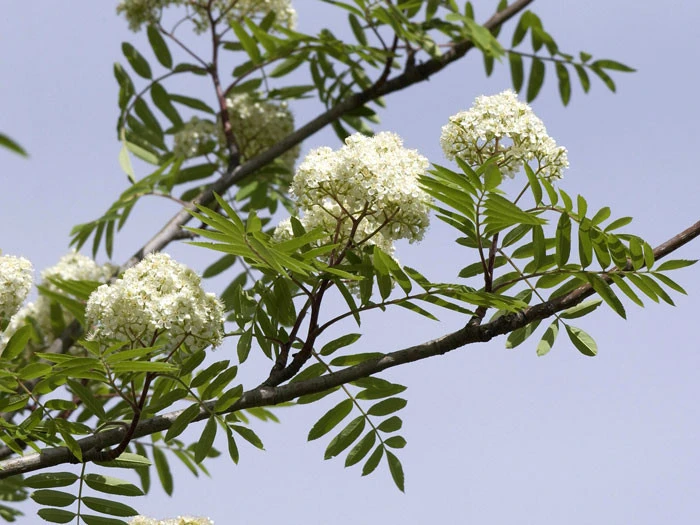 Sorbus Aucuparia 'Fastigiata', Säulen-Eberesche – Bild 2