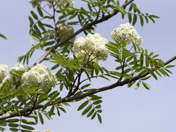 Sorbus Aucuparia 'Edulis', Mährische (essbare) Eberesche – Bild 3
