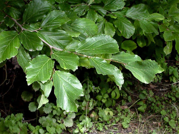 Parrotia Persica, Persischer Eisenholzbaum - Hochstamm – Bild 2