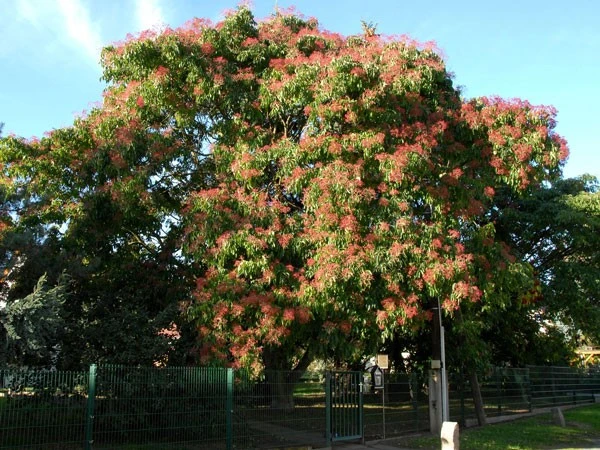 Euodia Hupehensis, Tetradium Hupehensis Honigesche, Bienenbaum – Bild 2