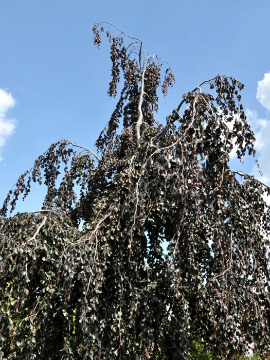 Fagus Sylvatica 'Purpurea Pendula', Schwarzrote Hängeblutbuche - Hochstamm