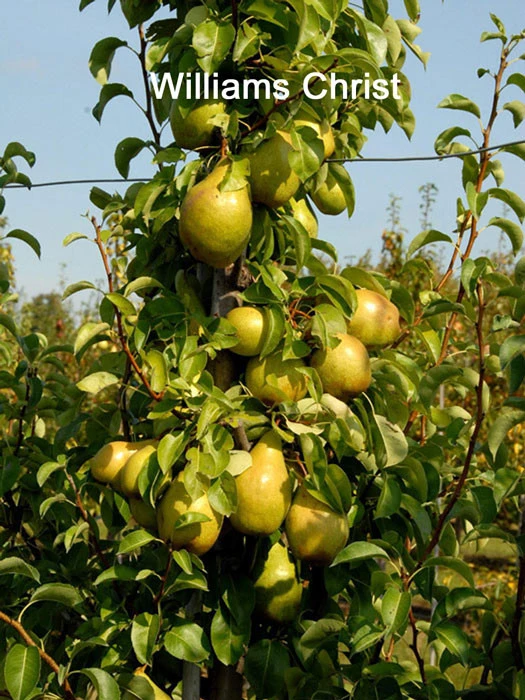 Familien-Birnbaum - Williams+Conference+Gute Luise+Nojabrskaja – Bild 2