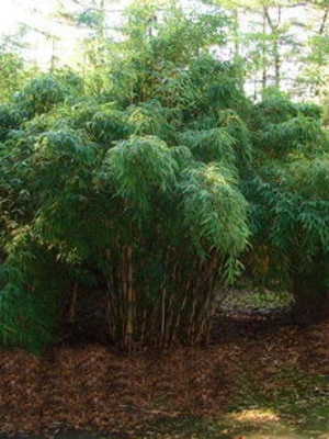 Fargesia Robusta 'Campbell', Großer Heckenbambus