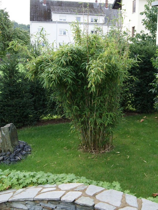 Fargesia Murielae 'Standing Stone' (R), Großblättriger Schirm-Bambus – Bild 2