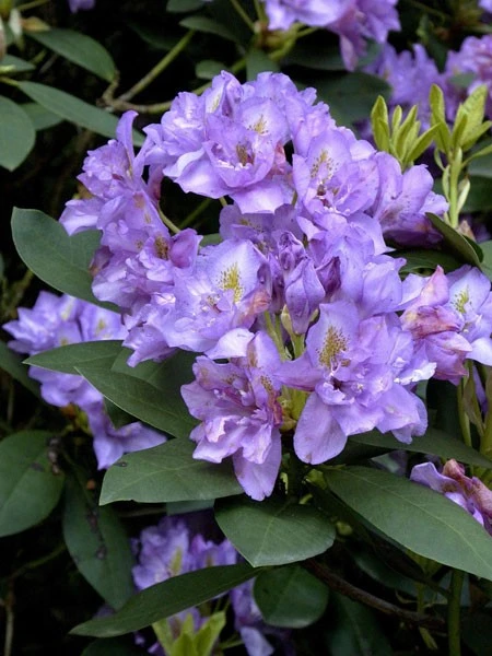 Rhododendron 'Fastuosum Flore Pleno' – Bild 3