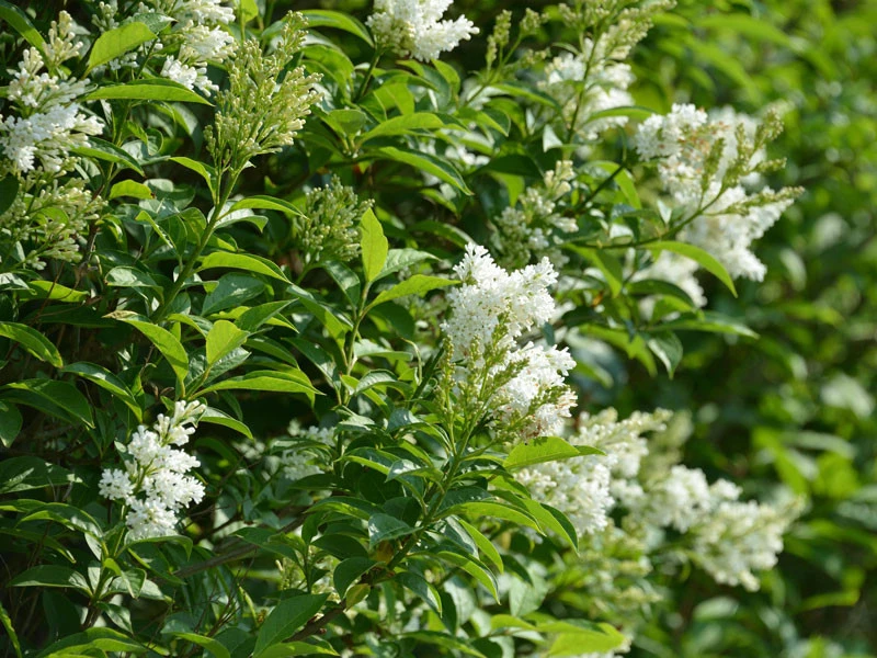 Ligustrum Obtusifolium Regelianum, Flächen-Liguster