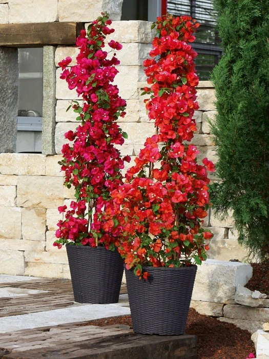 Pflanzkübel Geflecht-Dekor – Bild 10