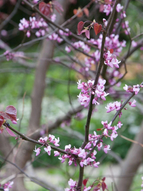 Cercis Canadensis 'Forest Pansy', Judasbaum – Bild 5