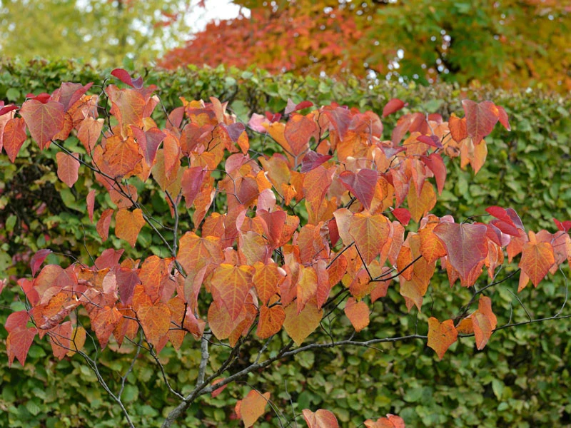 Cercis Canadensis 'Forest Pansy', Judasbaum – Bild 3