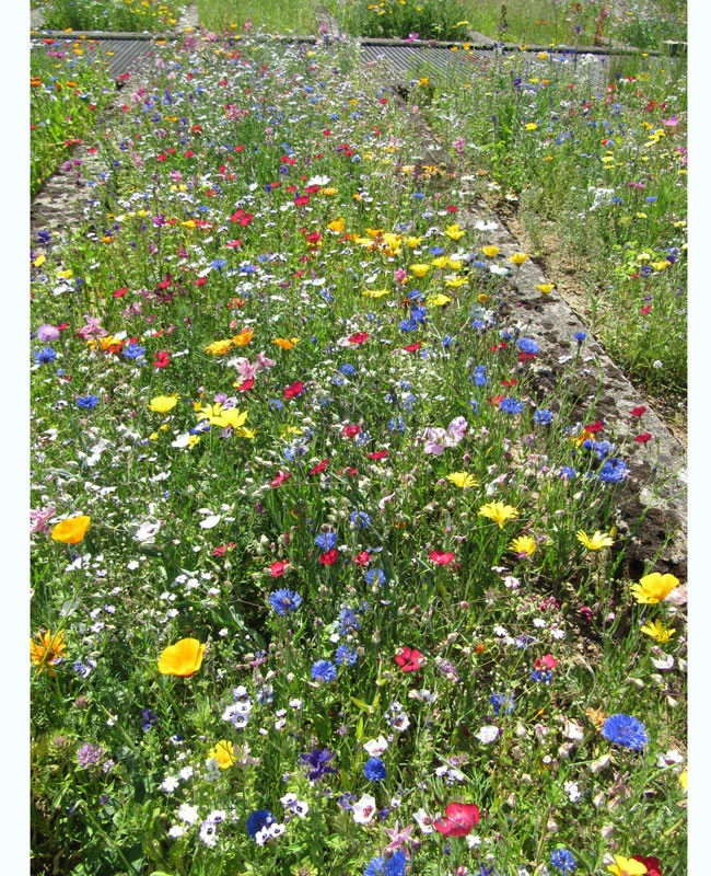 Blumenwiese - Franziskus Mischung – Bild 2