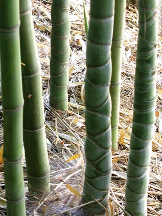 Phyllostachys Aurea, Gelber Bambus – Bild 6
