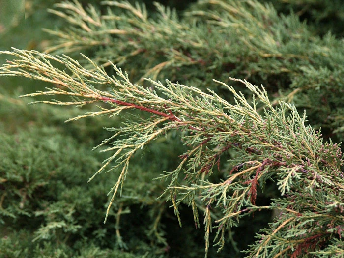 Juniperus Media 'Pfitzeriana Aurea', Gelber Pfitzer-Wacholder – Bild 2