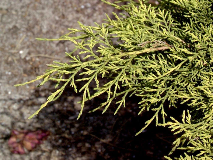 Juniperus Media 'Old Gold', Gelber Pracht-Wacholder – Bild 2