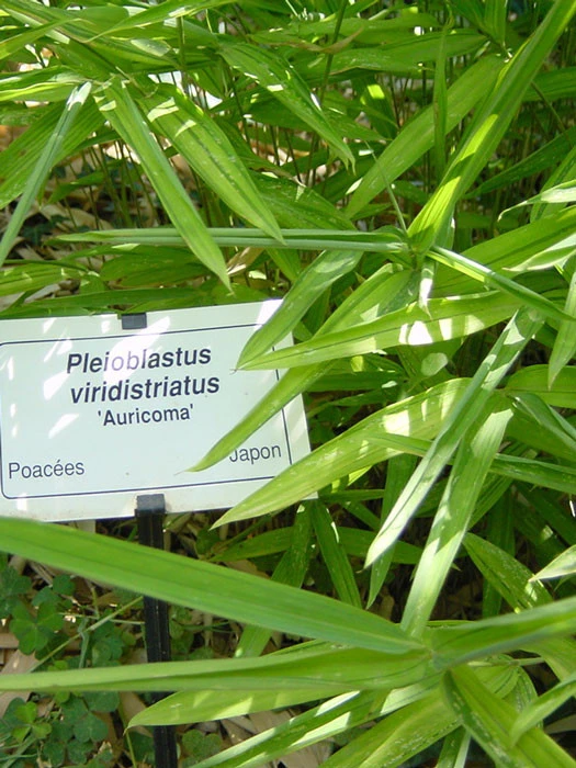 Pleioblastus Viridistriatus (Pleioblastus Auricoma), Gestreifter Zwergbambus – Bild 3