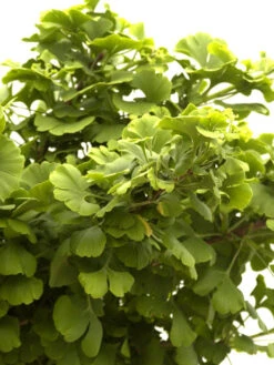 Ginkgo Biloba 'Mariken', Zwerg-Fächerblattbaum