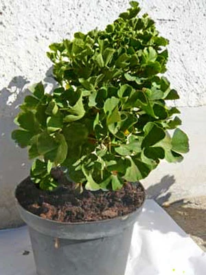 Ginkgo Biloba 'Mariken', Zwerg-Fächerblattbaum – Bild 2