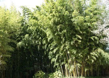 Phyllostachys Nigra 'Henonis', Goldhaar-Bambus – Bild 3
