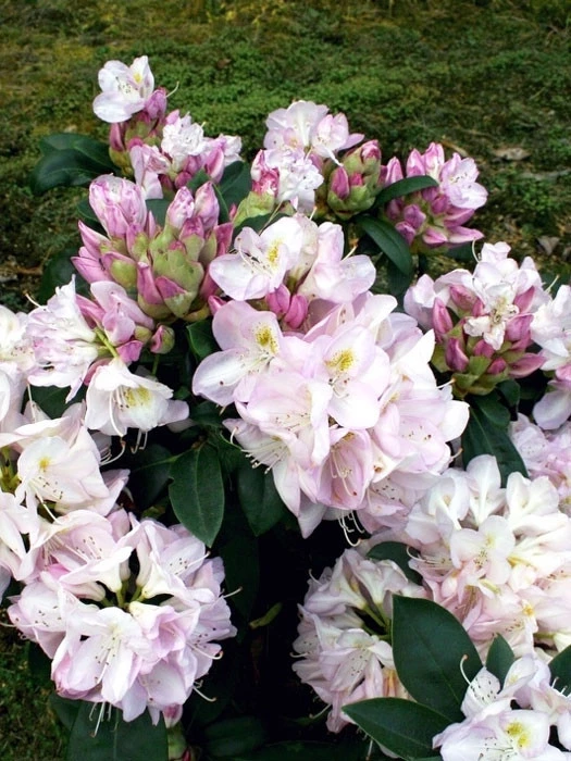 Rhododendron 'Gomer Waterer' – Bild 2
