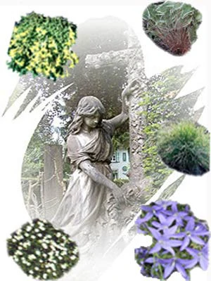 Staudensortiment Für Grabgestaltung