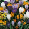 Großblumiger Gartenkrokus - Prachtmischung (Großpackung) (Art.Nr. 597938)