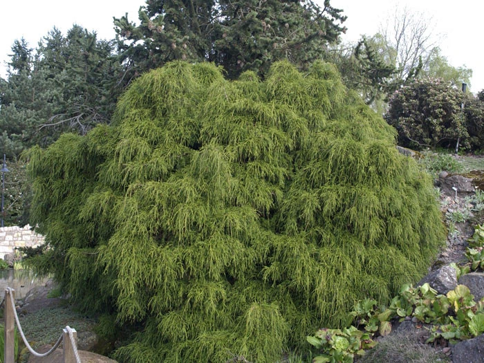 Chamaecyparis Pisifera 'Filifera Nana', Grüne Zwerg-Fadenzypresse – Bild 3
