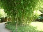 Phyllostachys Viridiglaucescens, Grüner Pulver Bambus – Bild 3