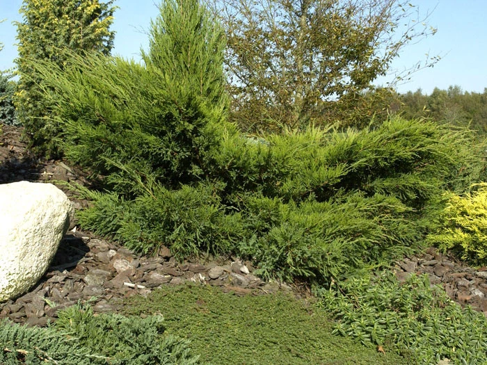 Juniperus Media (pfitzeriana) 'Mint Julep', Grüner Strauchwacholder – Bild 3