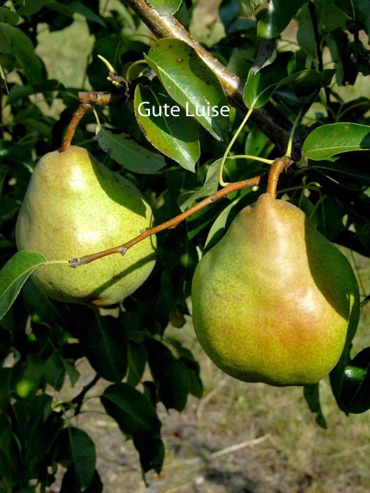 Familien-Birnbaum - Williams+Conference+Gute Luise+Nojabrskaja – Bild 4