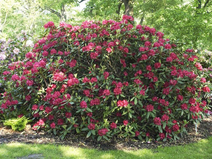 Rhododendron 'Hachmanns Feuerschein' – Bild 2