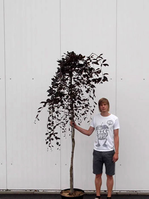 Fagus Sylvatica 'Purpurea Pendula', Schwarzrote Hängeblutbuche - Hochstamm – Bild 3