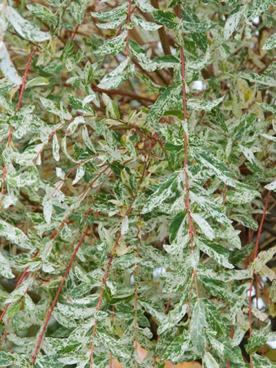 Salix Integra Hakuro Nishiki, Japanische Weide – Bild 2