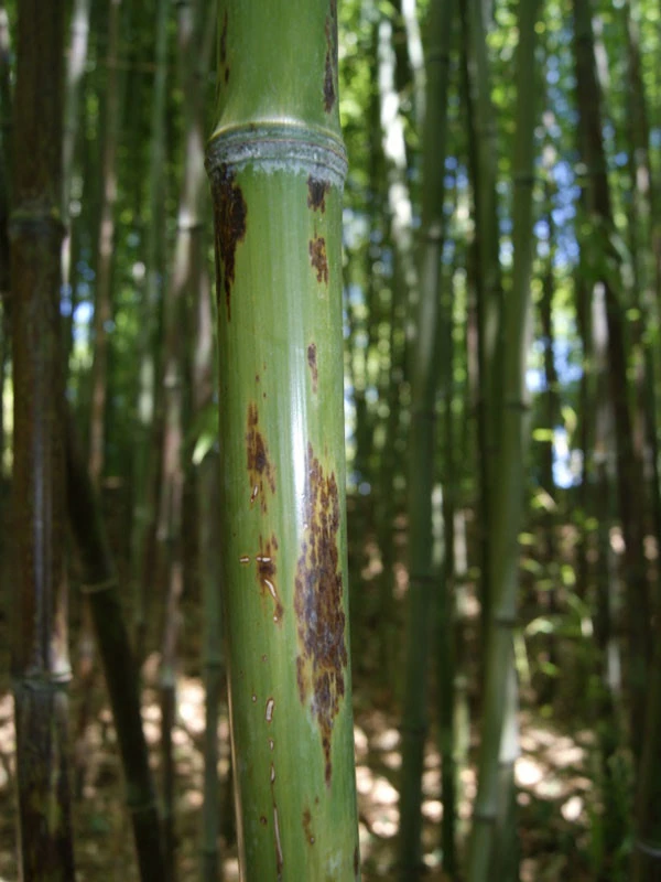 Phyllostachys Nigra 'Boryana', Tigerstreifenbambus - XXL- Produkt – Bild 3