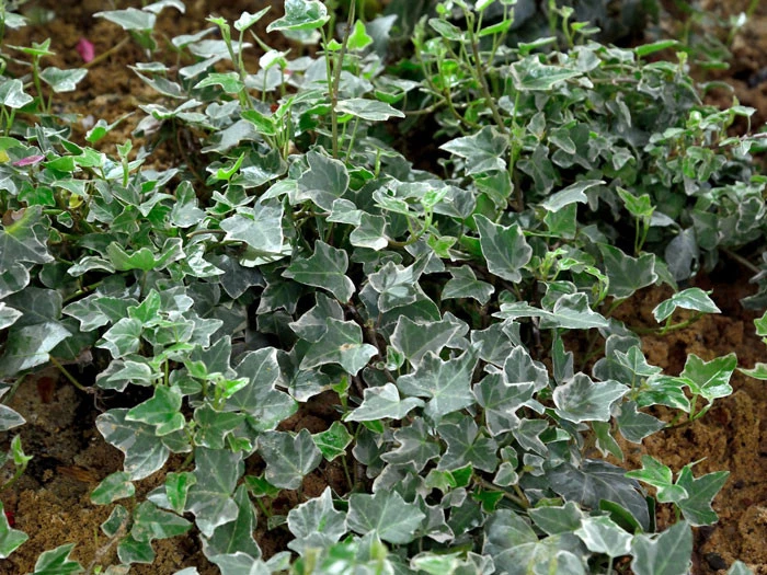 Hedera Helix 'Glacier', Weiß-grüner Efeu 'Glacier' – Bild 2