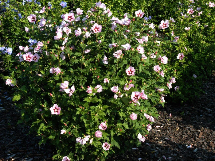 Hibiscus Syriacus 'Hamabo', Hibiskus – Bild 2