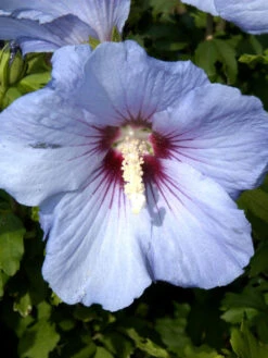 Hibiscus Syriacus 'Blue Bird', Hibiskus, Garteneibisch