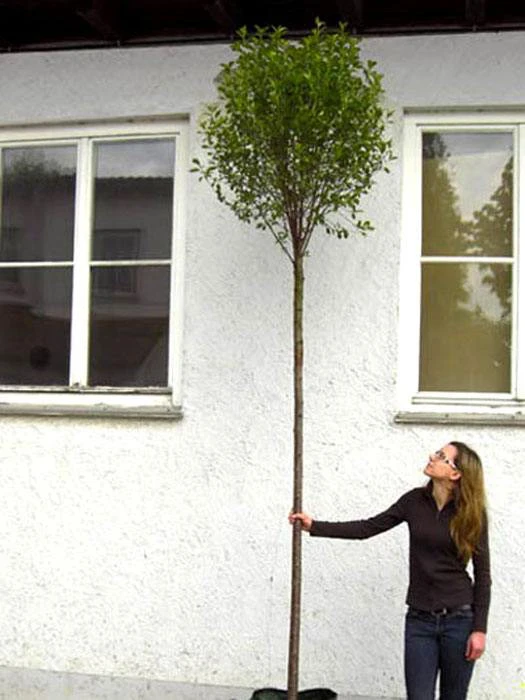 Prunus Fruticosa 'Globosa', Kugel-Kirsche - Hochstamm – Bild 4