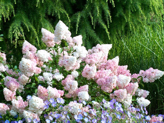 Hydrangea Paniculata 'Vanille-Fraise'® – Bild 2